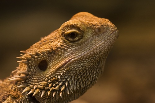 agama vousatá