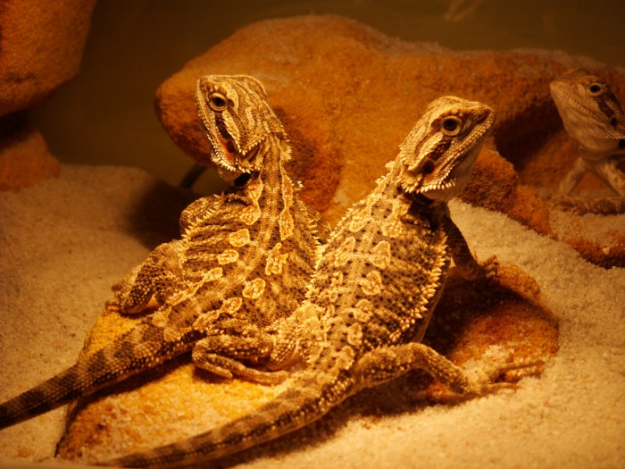 agama